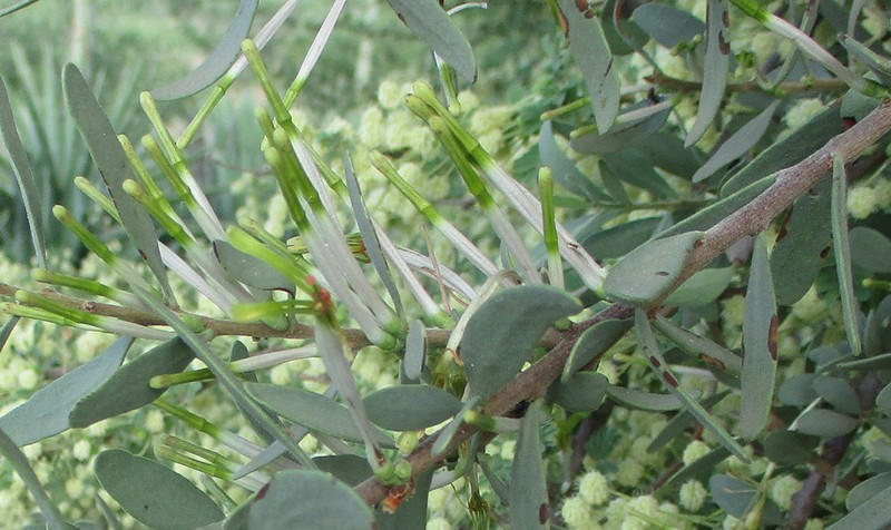Agelanthus lugardii photo 7