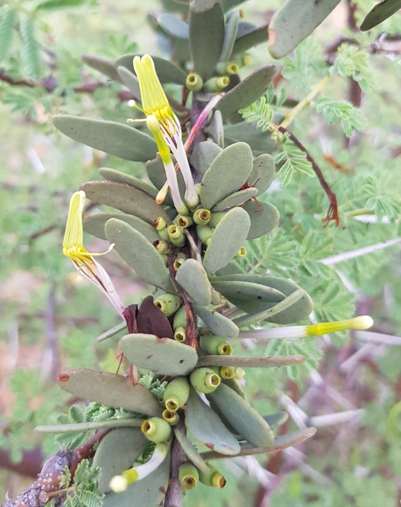 Agelanthus lugardii photo 8