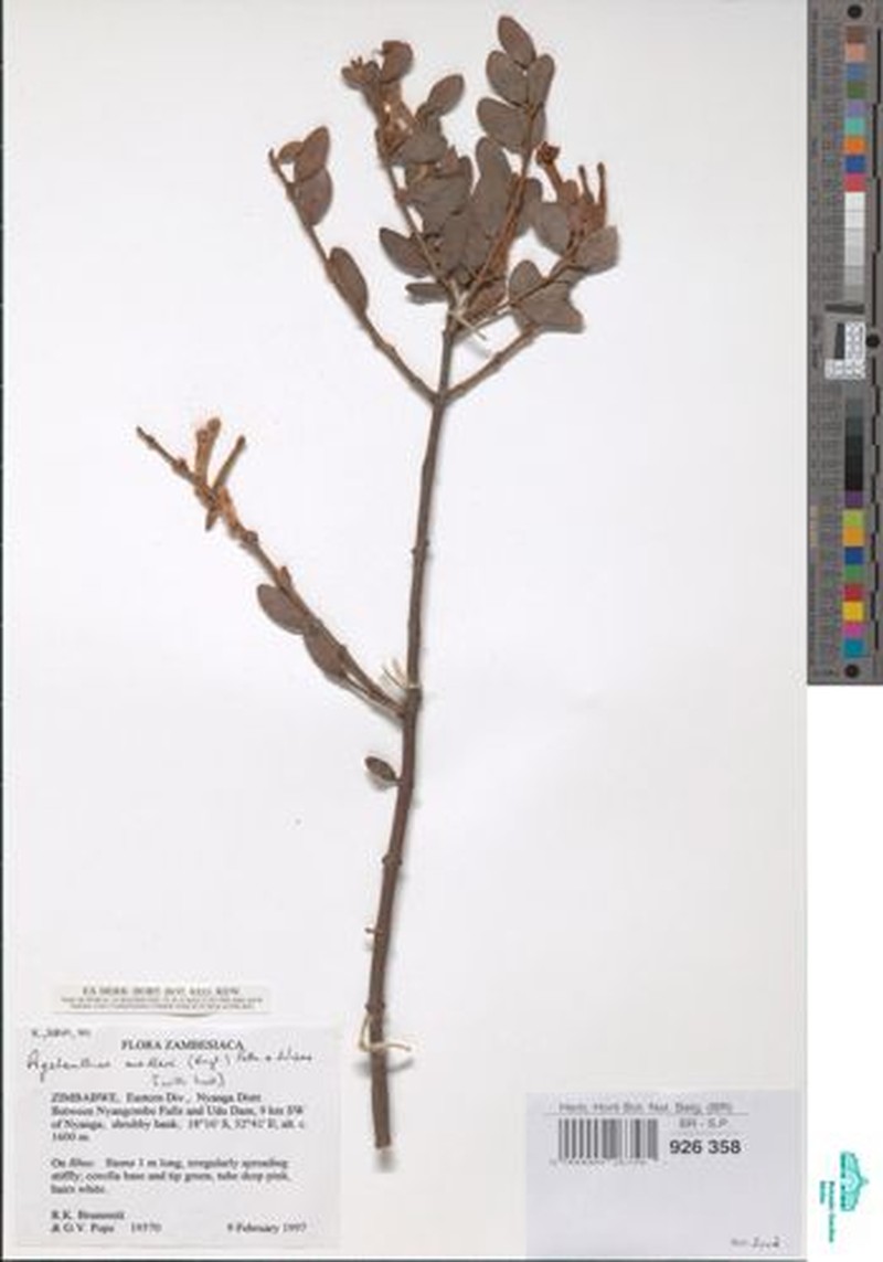 Agelanthus molleri