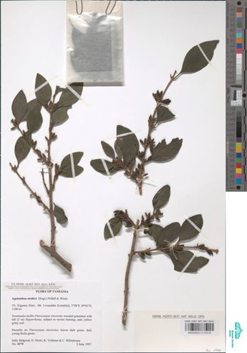Agelanthus molleri photo 2