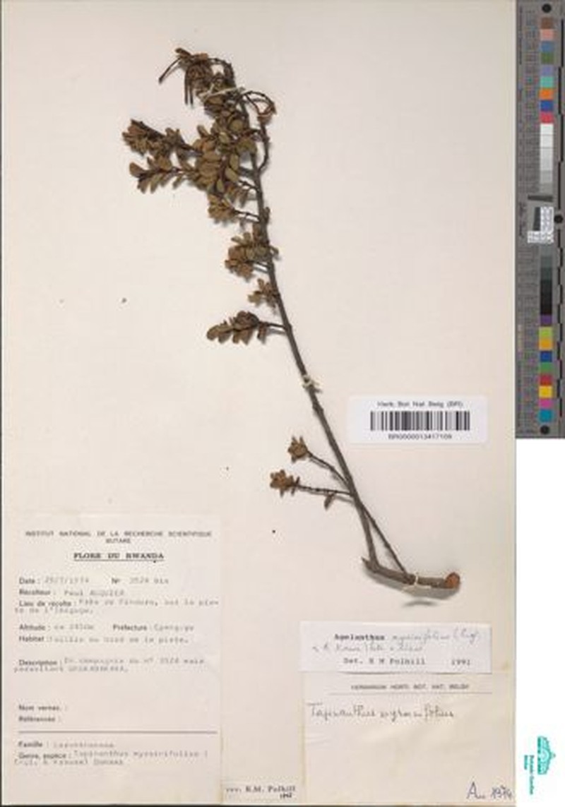 Agelanthus myrsinifolius