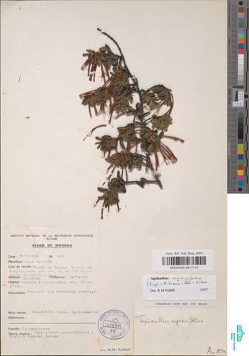 Agelanthus myrsinifolius photo 2