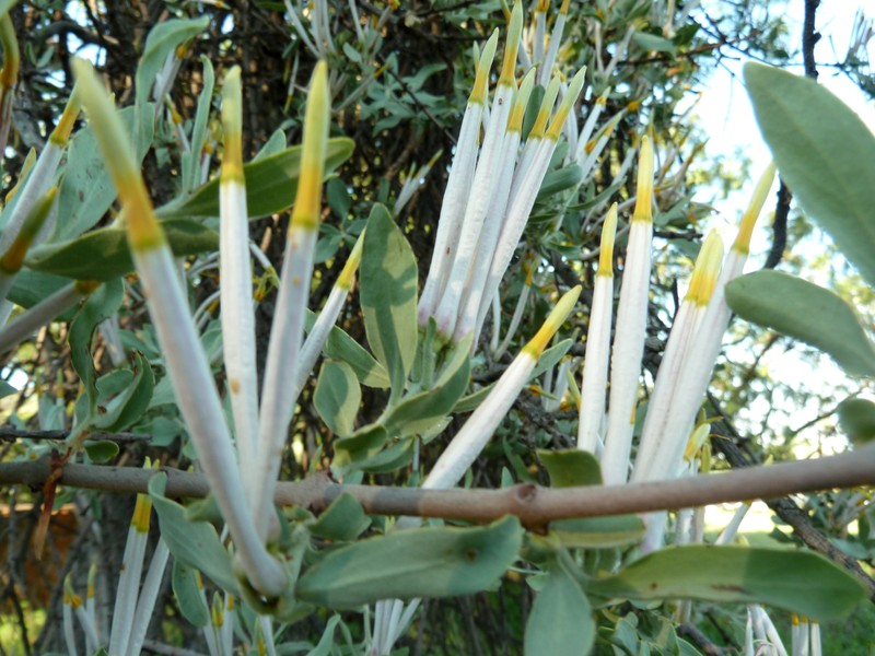 Agelanthus natalitius
