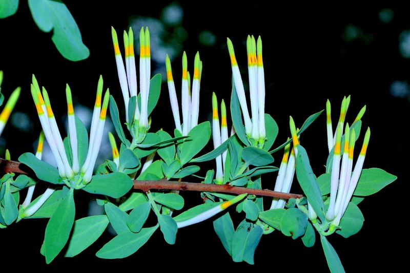 Agelanthus natalitius photo 3