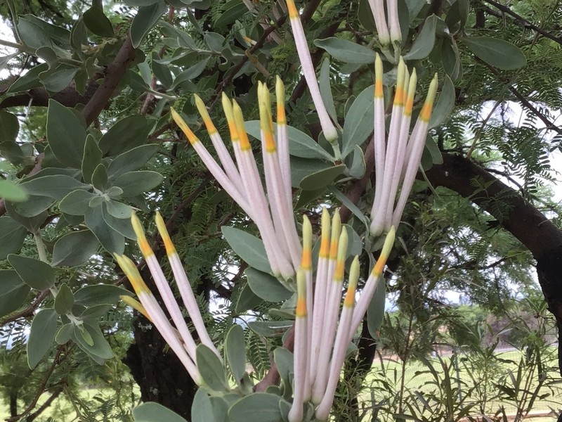 Agelanthus natalitius photo 4