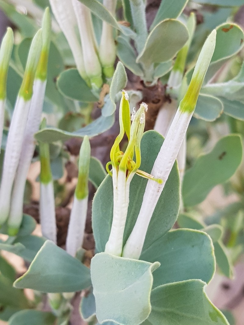 Agelanthus natalitius photo 5