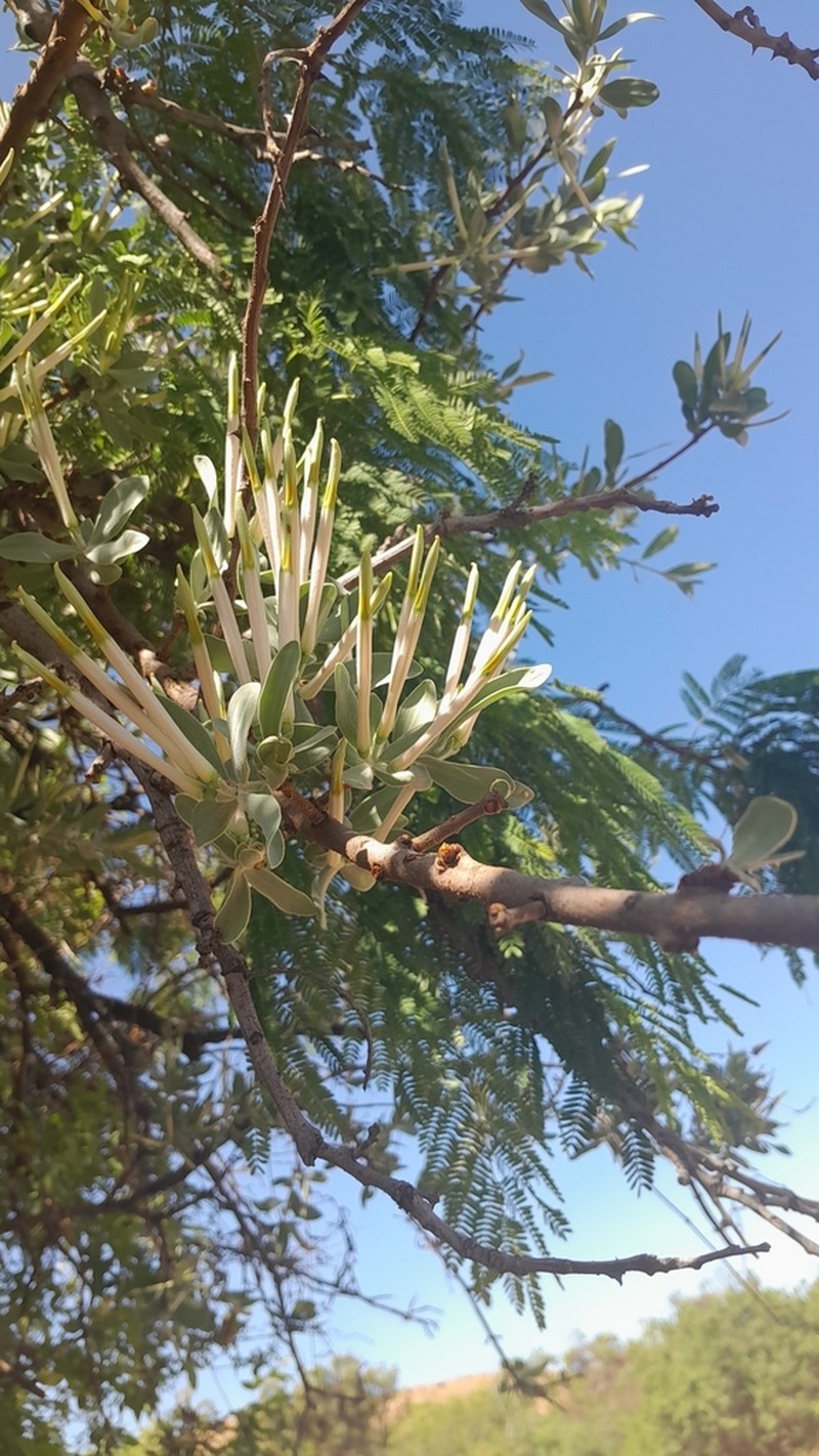Agelanthus natalitius photo 6
