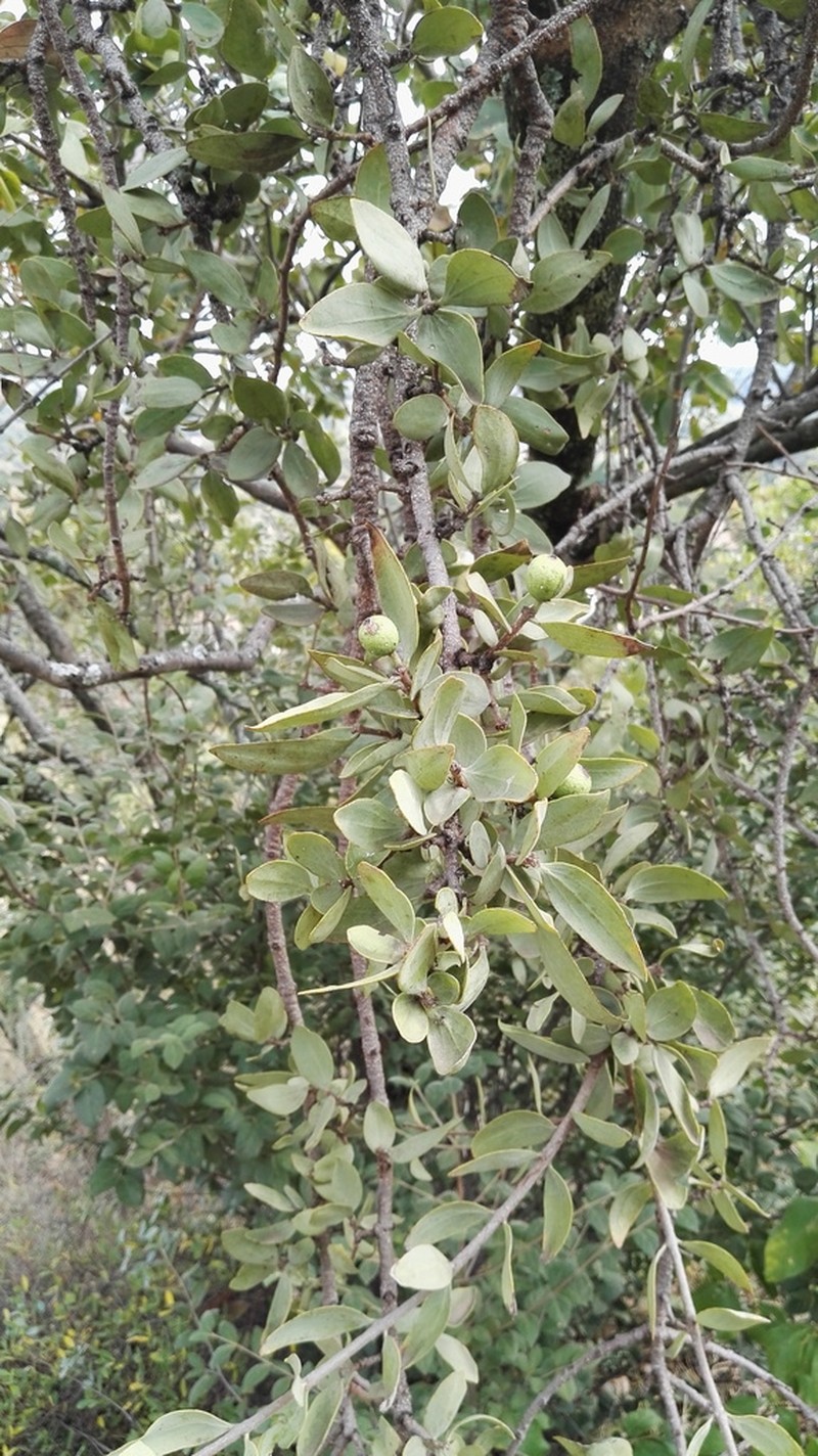 Agelanthus natalitius photo 7