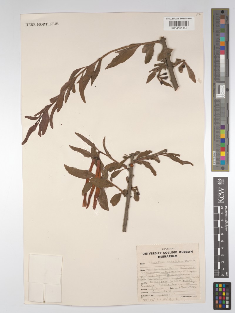 Agelanthus natalitius subsp. natalitius