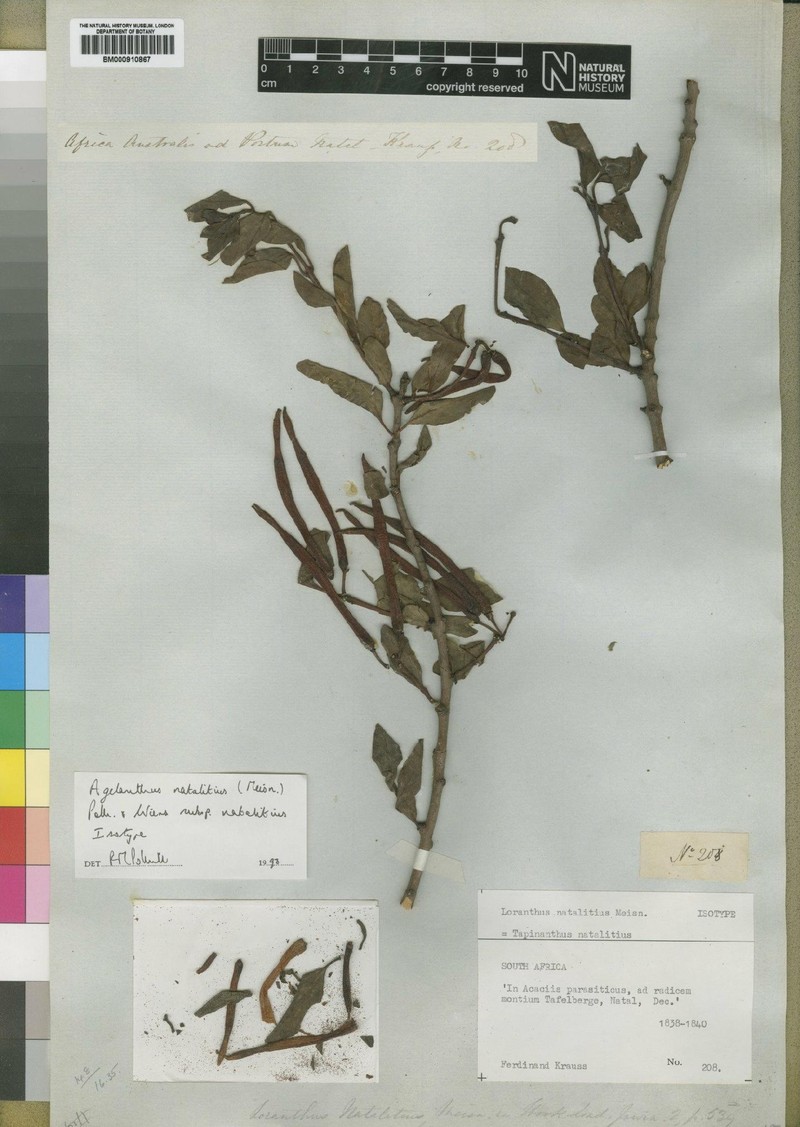 Agelanthus natalitius subsp. natalitius photo 2