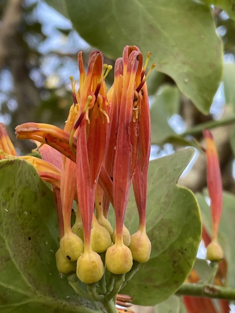 Agelanthus nyasicus