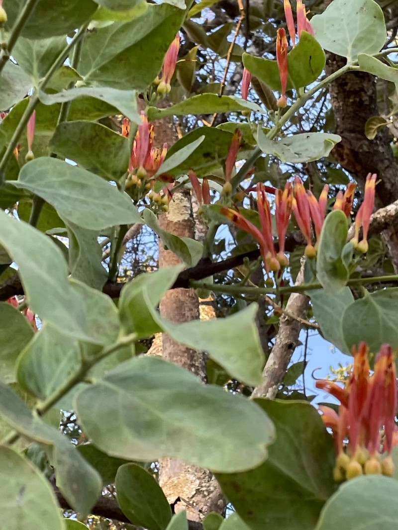 Agelanthus nyasicus photo 2