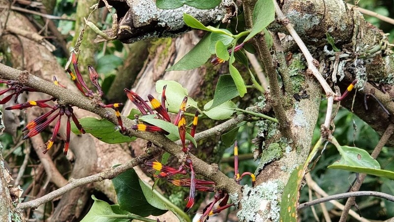 Agelanthus oehleri