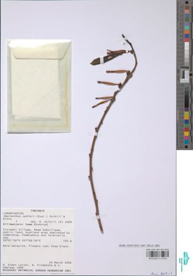 Agelanthus oehleri photo 2
