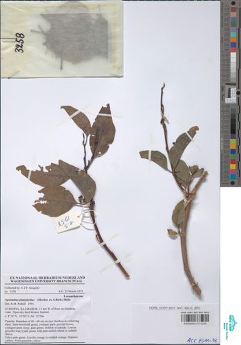 Agelanthus platyphyllus