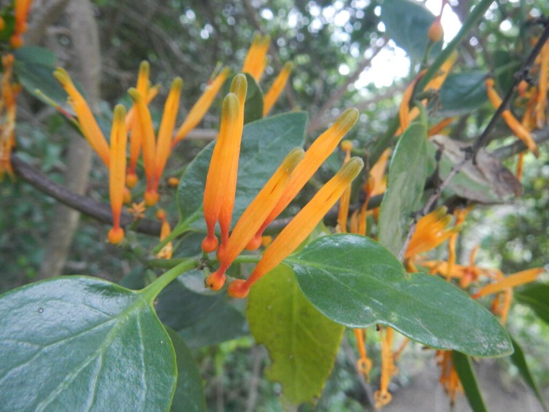 Agelanthus prunifolius