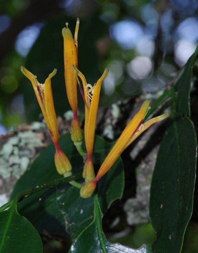 Agelanthus prunifolius photo 3