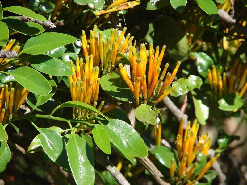 Agelanthus prunifolius photo 4