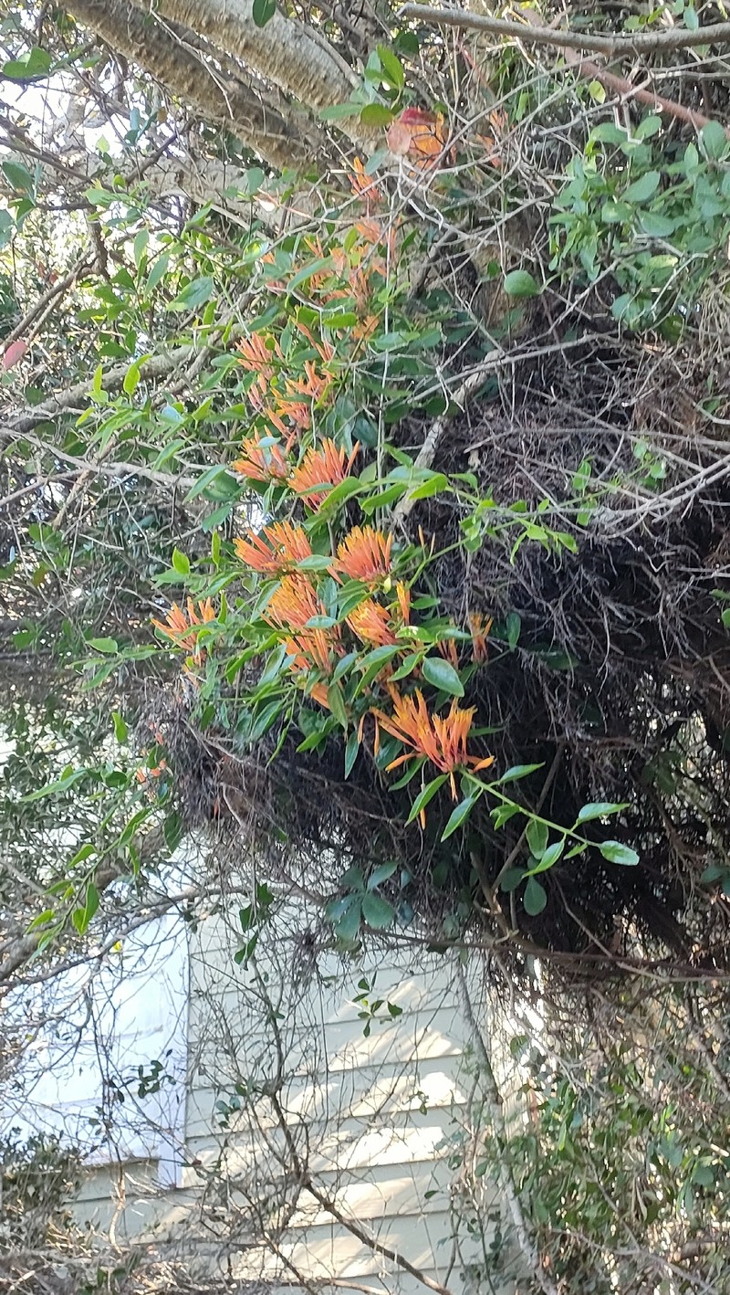 Agelanthus prunifolius photo 6