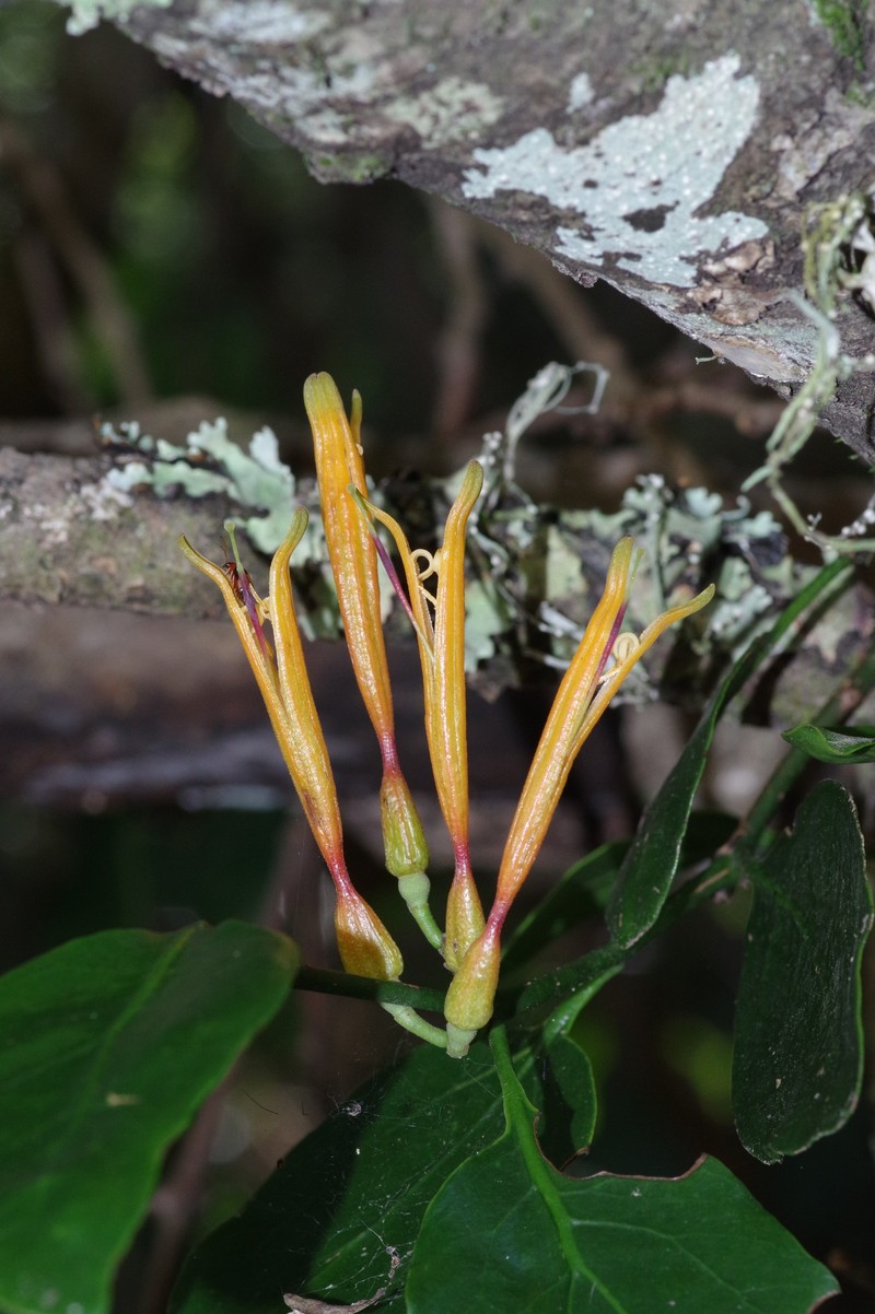 Agelanthus prunifolius photo 7