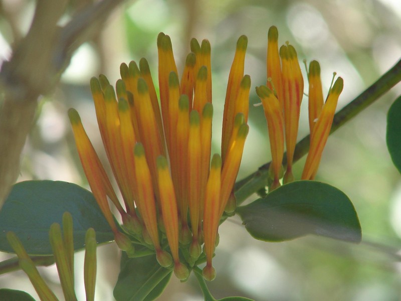 Agelanthus prunifolius photo 8
