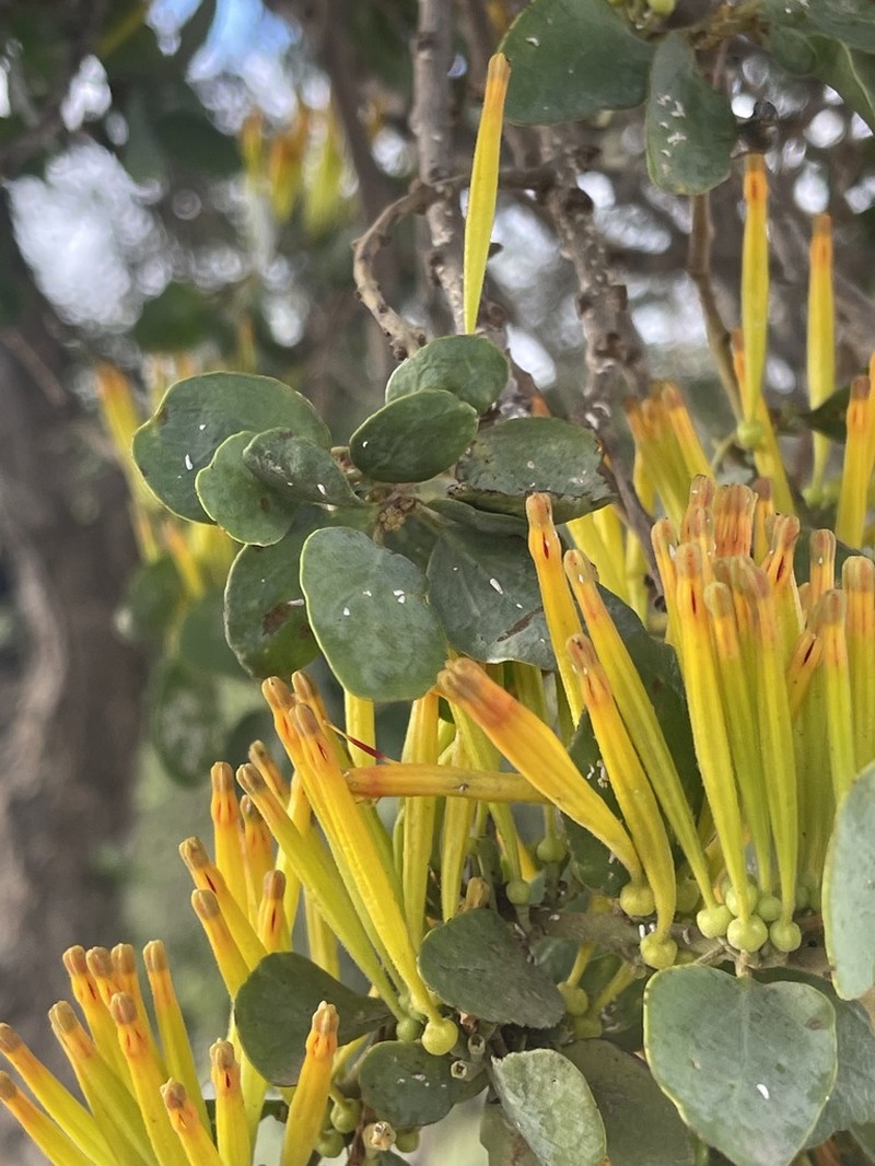 Agelanthus pungu photo 2