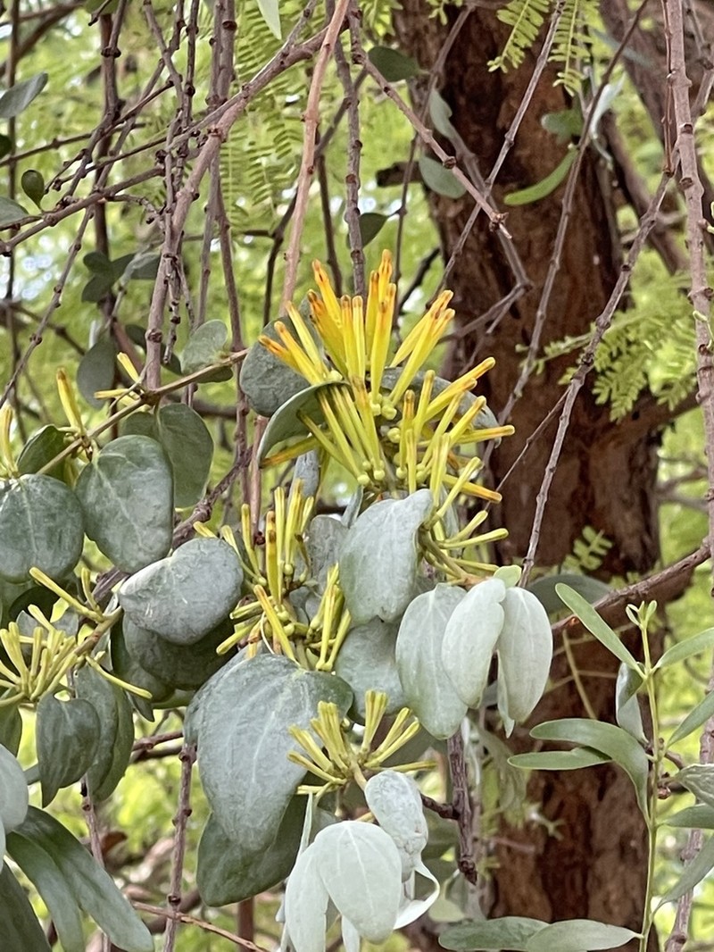 Agelanthus pungu photo 3