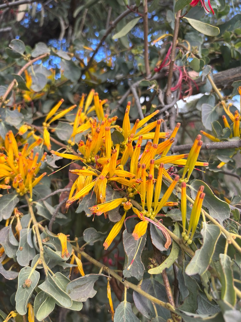 Agelanthus pungu photo 4