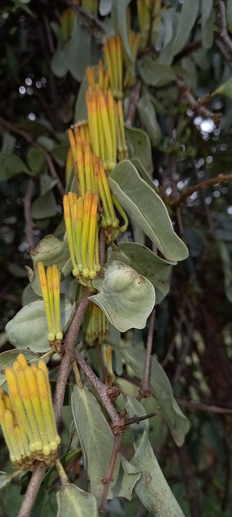 Agelanthus pungu photo 5