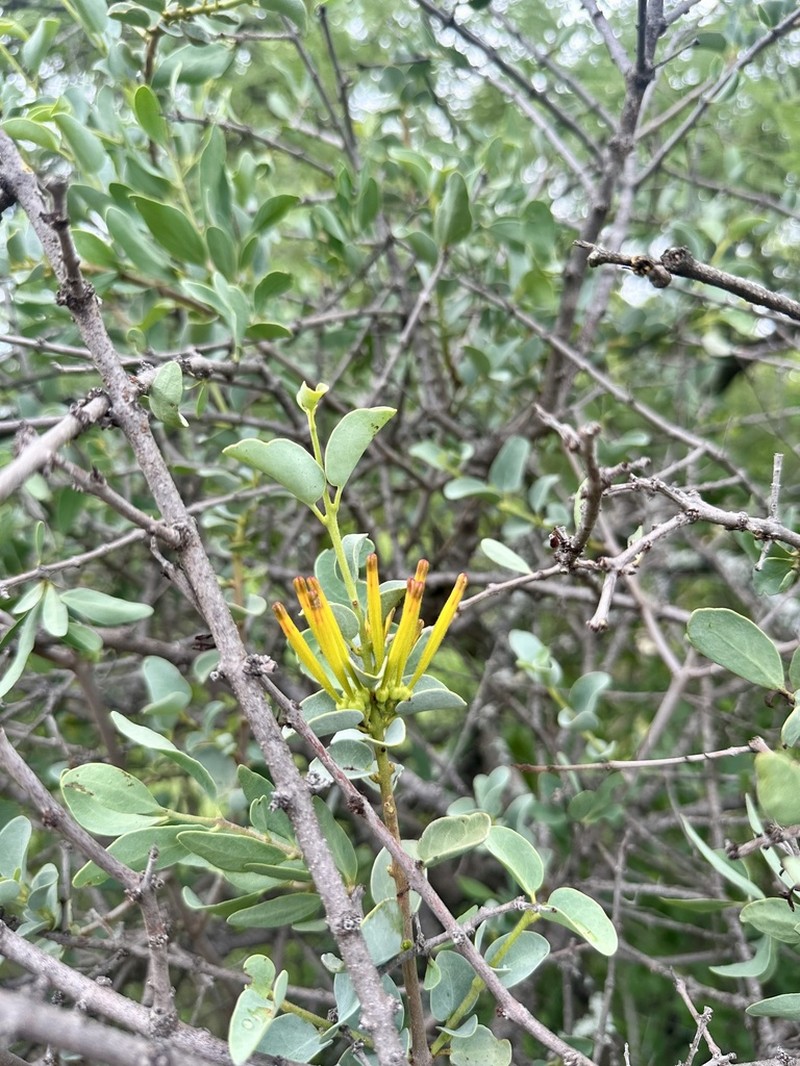 Agelanthus pungu photo 6