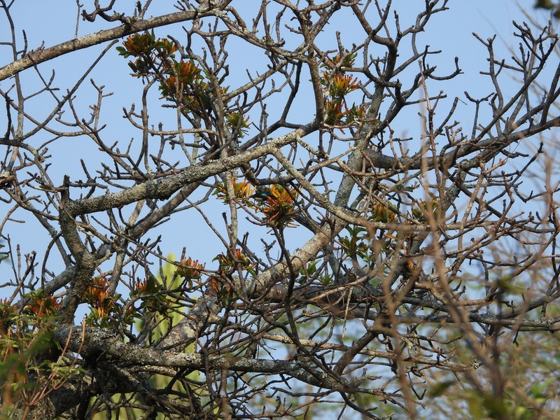Agelanthus pungu photo 7
