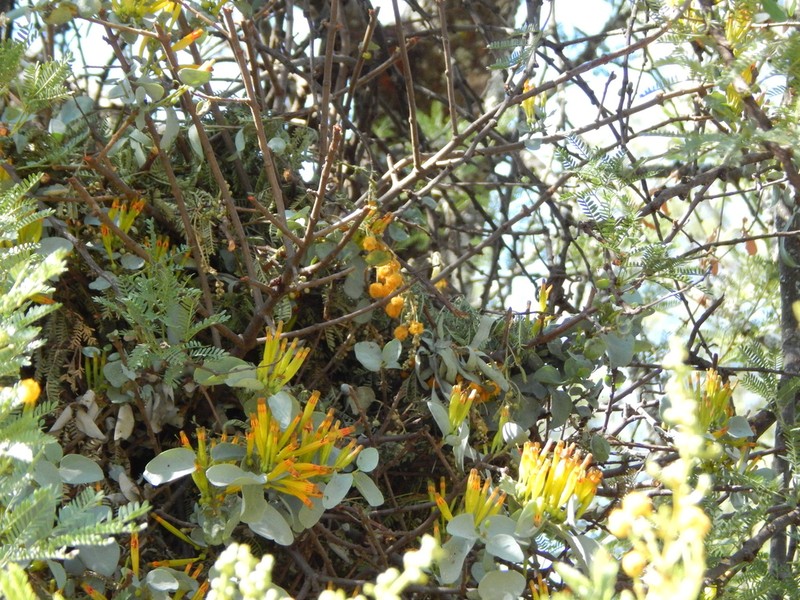Agelanthus pungu photo 8