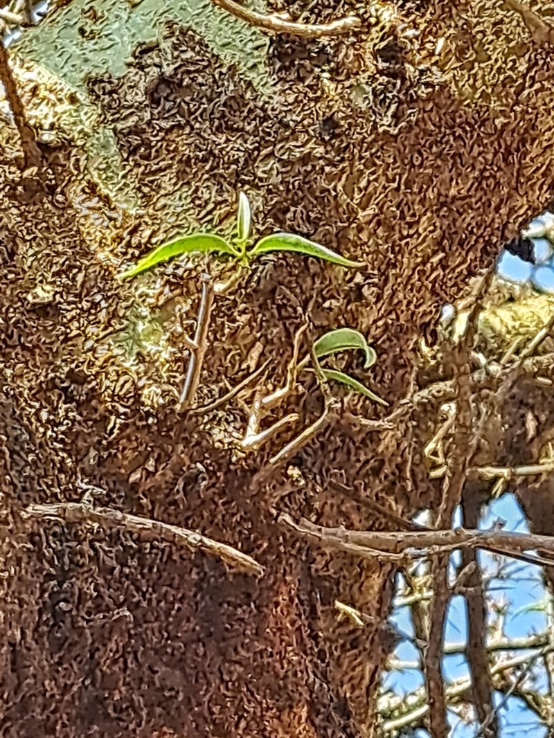 Agelanthus sambesiacus