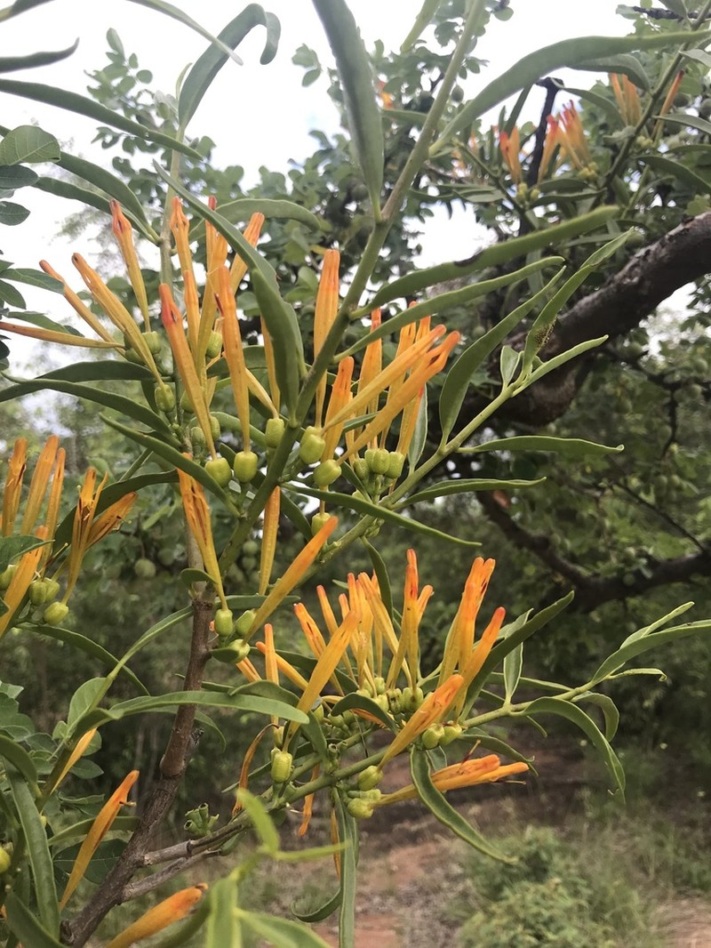 Agelanthus sambesiacus photo 2