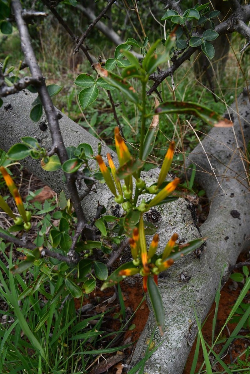 Agelanthus sambesiacus photo 3