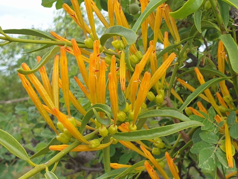 Agelanthus sambesiacus photo 4