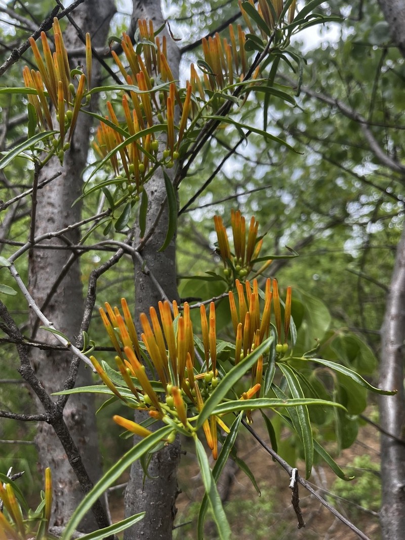 Agelanthus sambesiacus photo 5