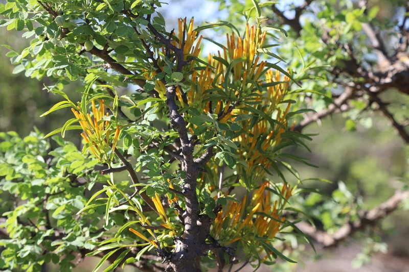 Agelanthus sambesiacus photo 7