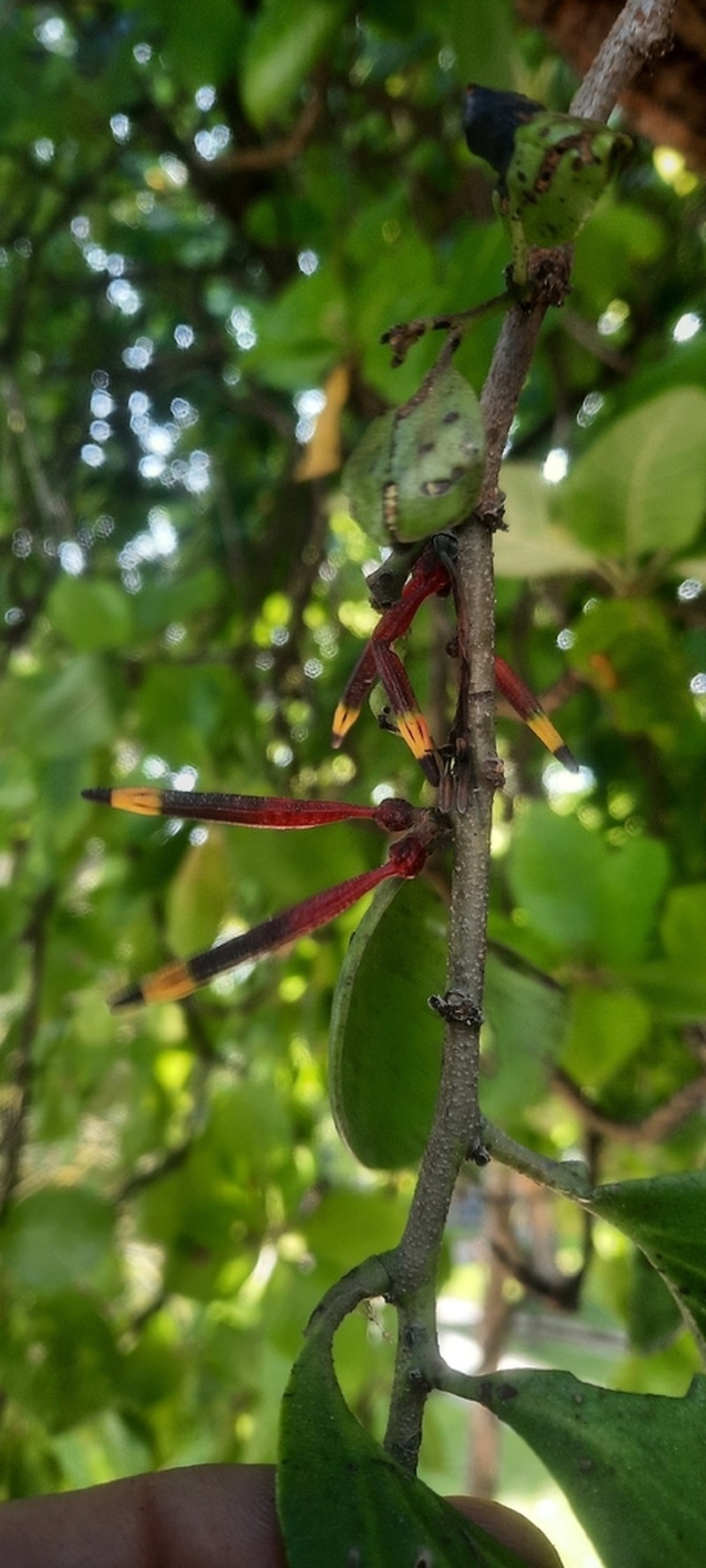 Agelanthus sansibarensis