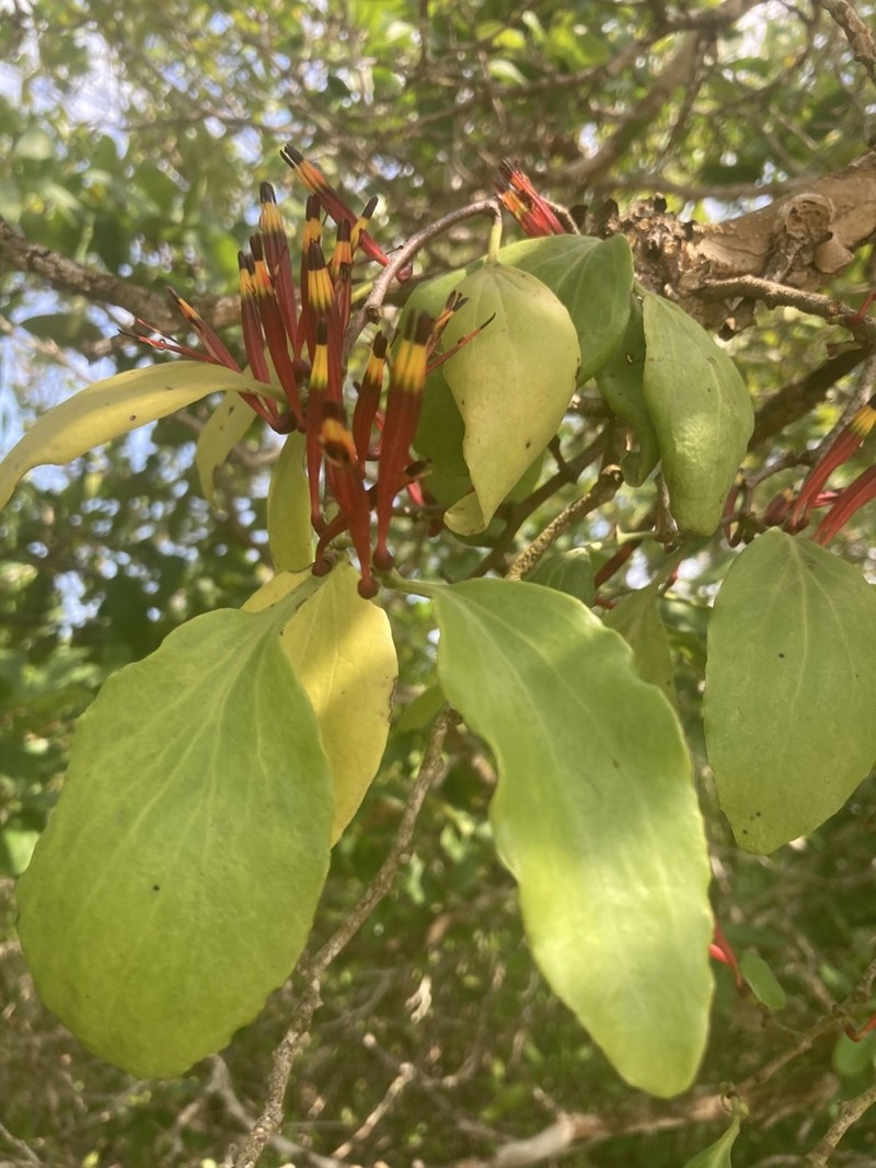 Agelanthus sansibarensis photo 2