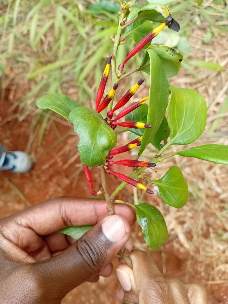 Agelanthus sansibarensis photo 3