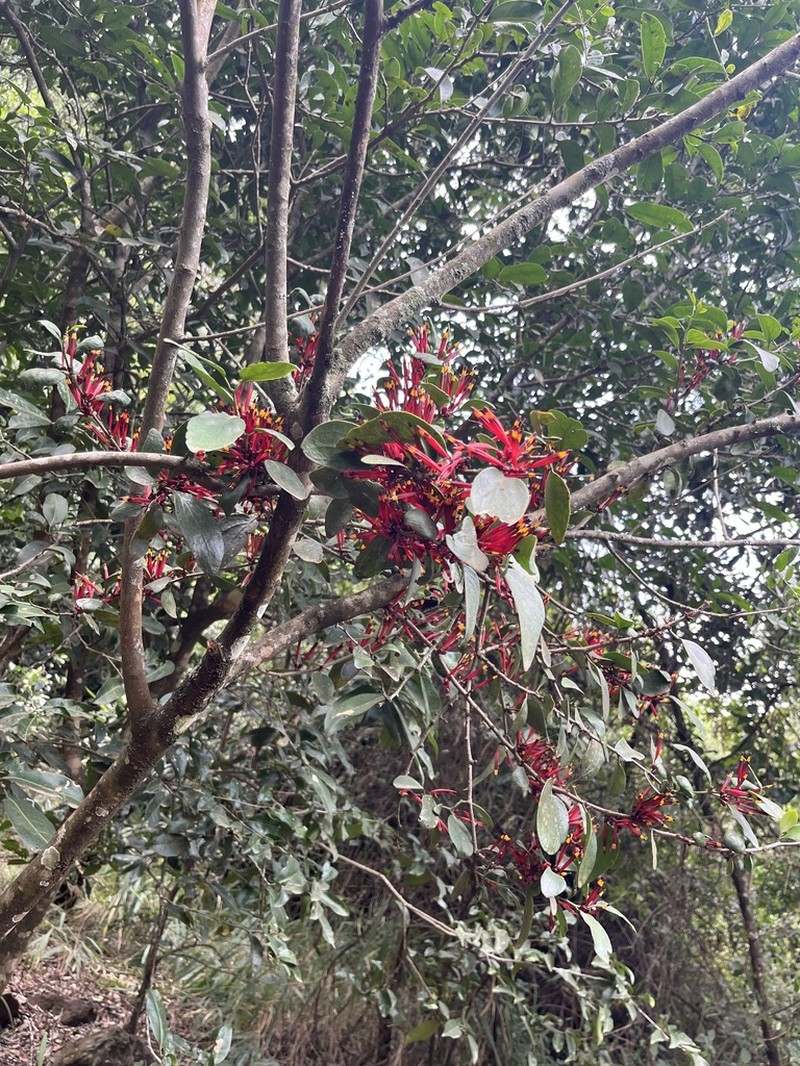 Agelanthus sansibarensis photo 4
