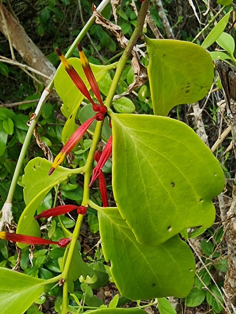 Agelanthus sansibarensis photo 5