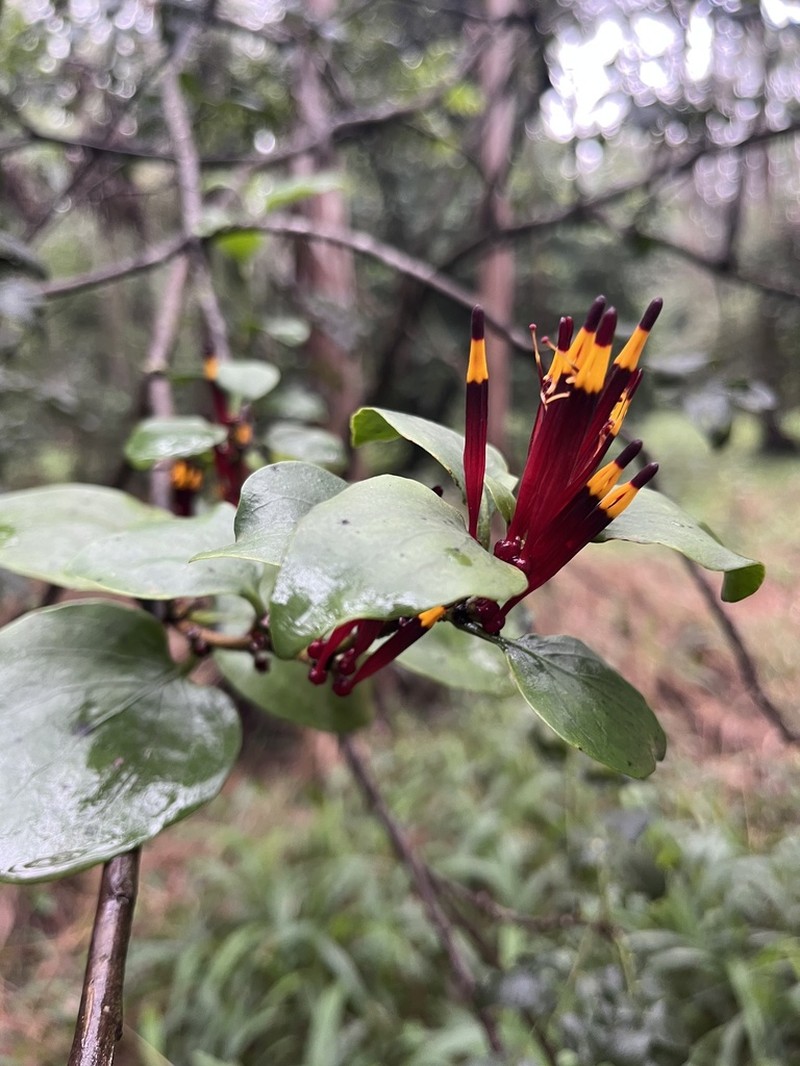 Agelanthus sansibarensis photo 6