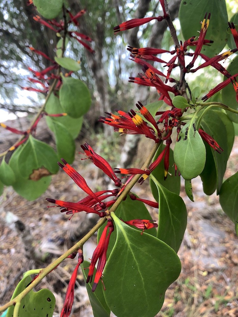 Agelanthus sansibarensis photo 7