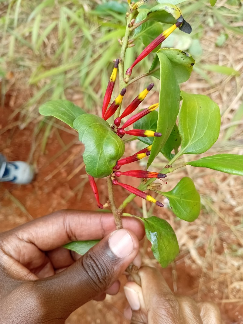 Agelanthus sansibarensis photo 8