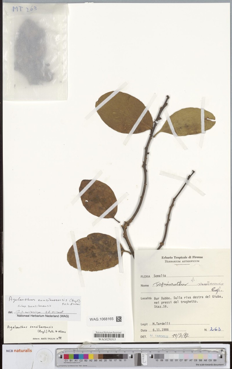 Agelanthus sansibarensis subsp. sansibarensis