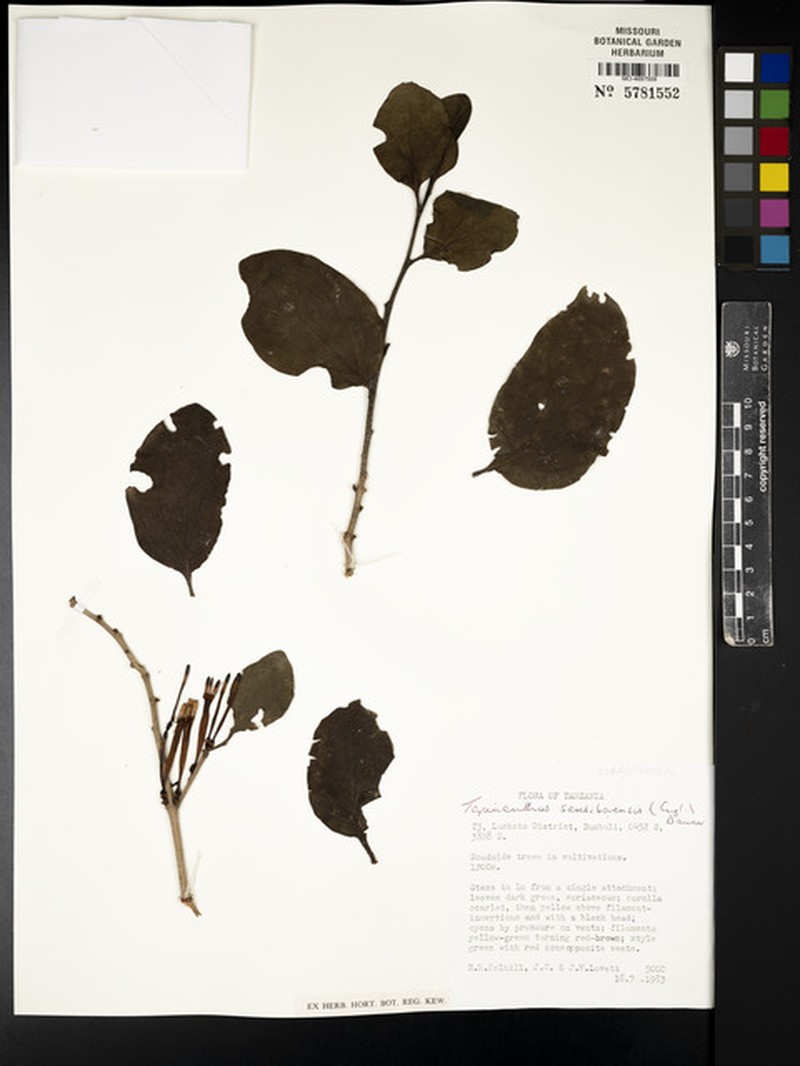 Agelanthus sansibarensis subsp. sansibarensis photo 2