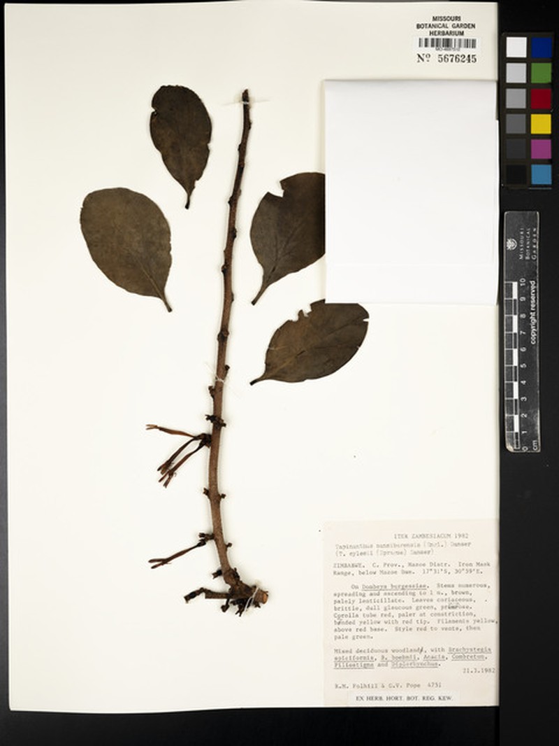 Agelanthus sansibarensis subsp. sansibarensis photo 3