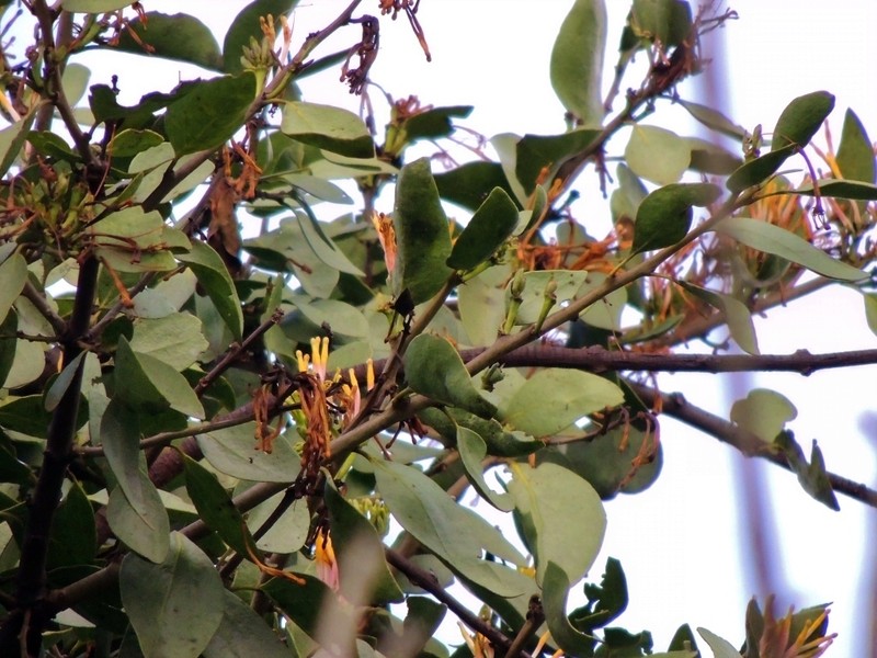 Agelanthus subulatus